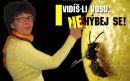 Pozor na žihadla aneb Vidíš-li vosu, nehýbej se